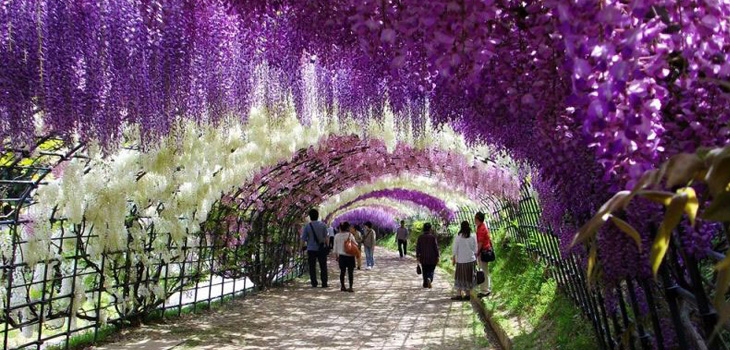 مسیر پیاده روی گلپوش در باغ کاواچی فوجی در ژاپن