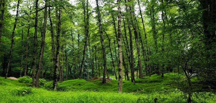 بوستان جنگلی صفارود رامسر | راهنمای کامل+ مسیر دسترسی