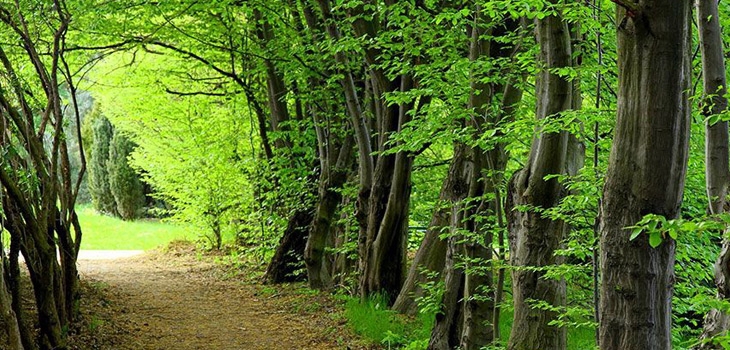 جنگل سیسنگان | راهنمای کامل سفر به پارک جنگلی سیسنگان
