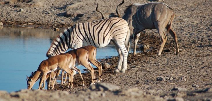 پارک ملی اتوشا، نامیبیا