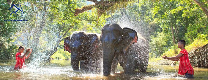 جاذبه های گردشگری در پوکت - پناهگاه فیل ها